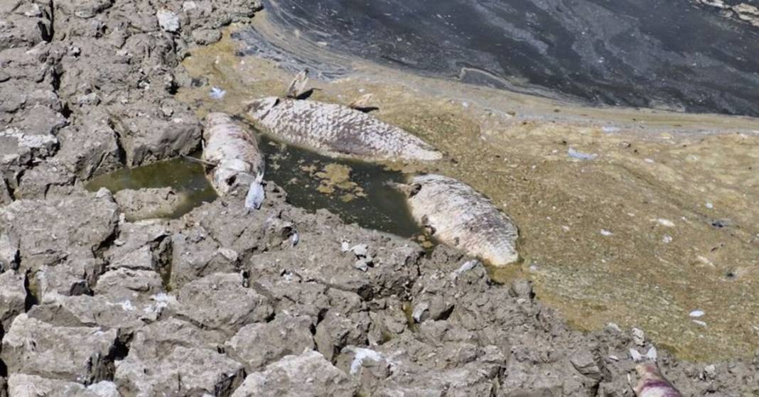 Kuraklık acımasız yüzünü gösteriyor! O barajda bir damla su kalmadı: Balıklar telef oldu 3